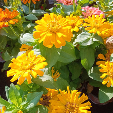 Magellan Seeds - All In One For Home Gardens