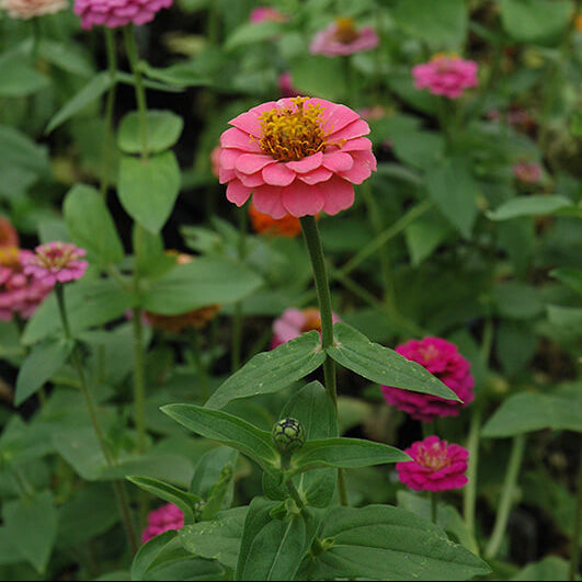Magellan Seeds - All In One For Home Gardens