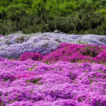 Magic Carpet Thyme Seeds
