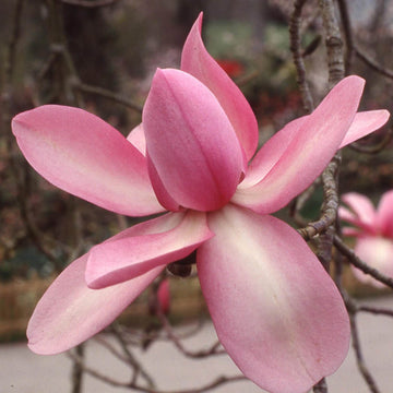 Magnolia Seeds – Campbellii Pink