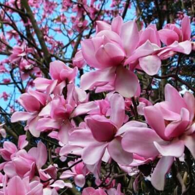 Magnolia Seeds – Campbellii Pink