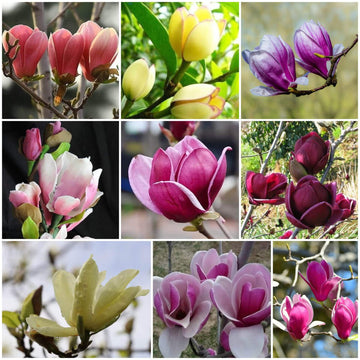 Magnolia Seeds - All In One For Home Gardens