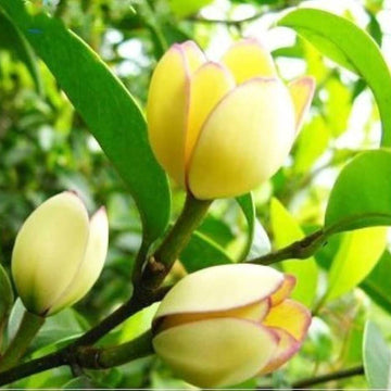 Magnolia Seeds - All In One For Home Gardens