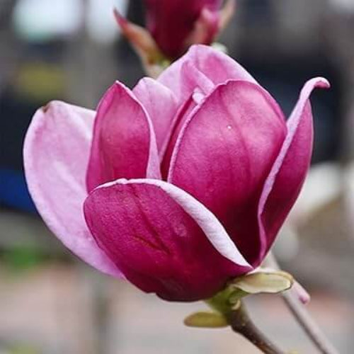 Magnolia Seeds - All In One For Home Gardens