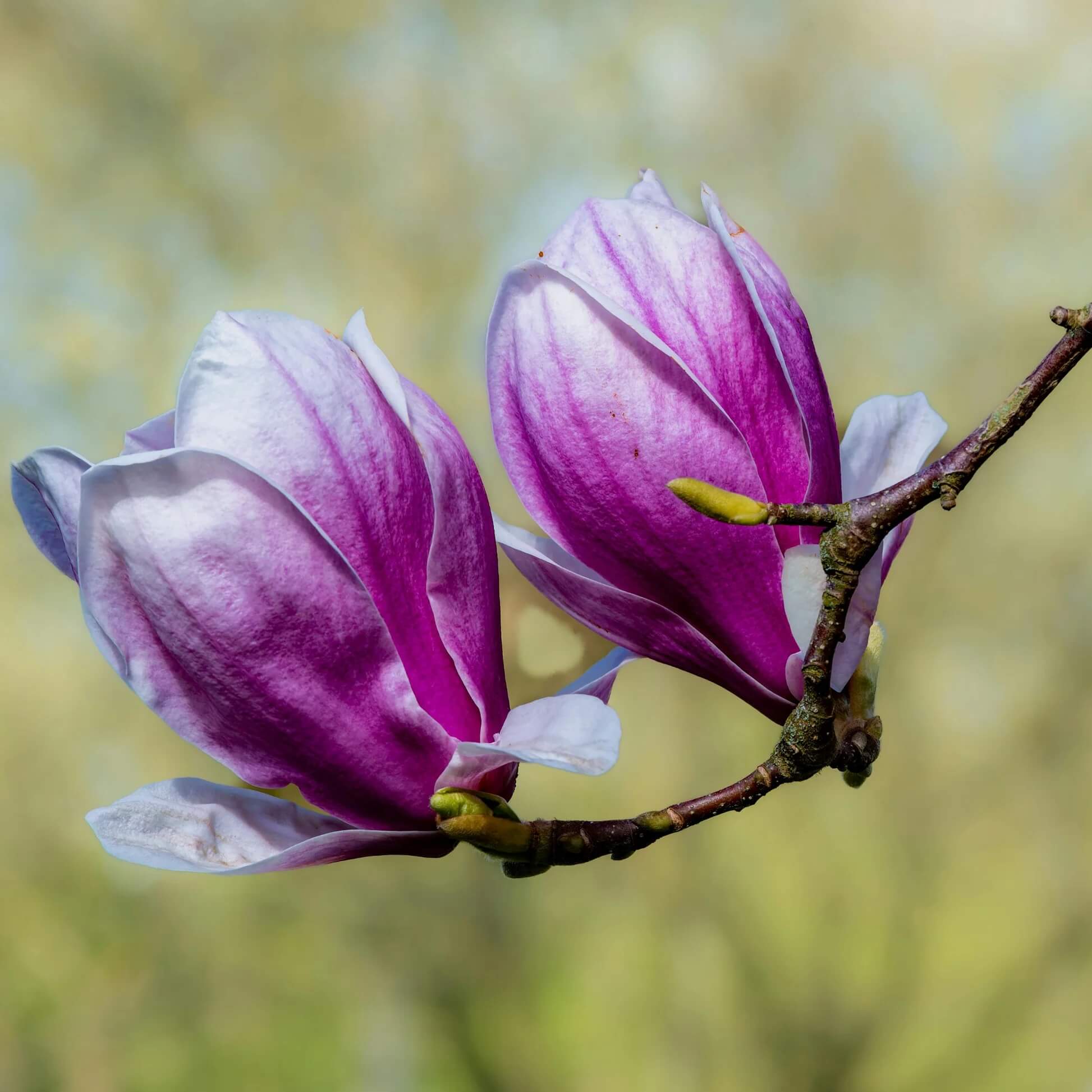 Magnolia Seeds - All In One For Home Gardens