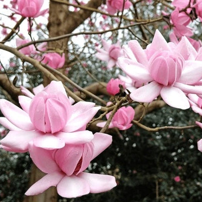 Magnolia Seeds – Campbellii Pink