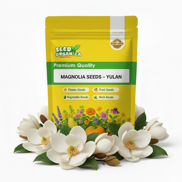 Magnolia Seeds – Yulan