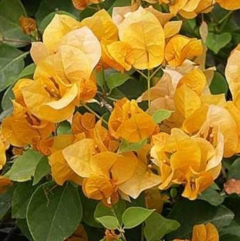 Mahara Orange Bougainvillea Seeds