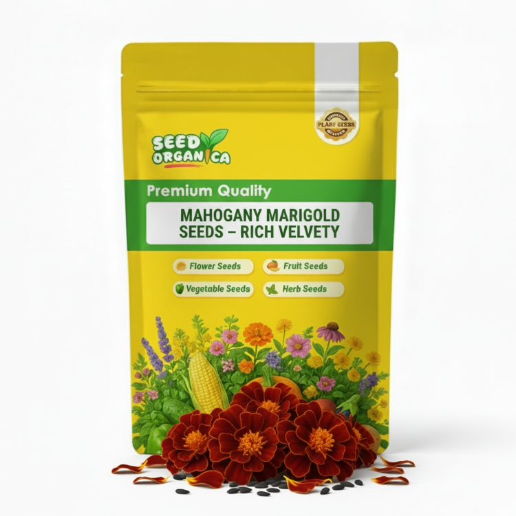 Mahogany Marigold Seeds – Rich Velvety