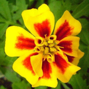 Mahogany with Yellow Marigold Seeds