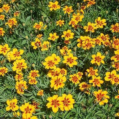Mahogany with Yellow Marigold Seeds