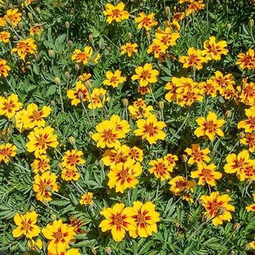 Mahogany with Yellow Marigold Seeds