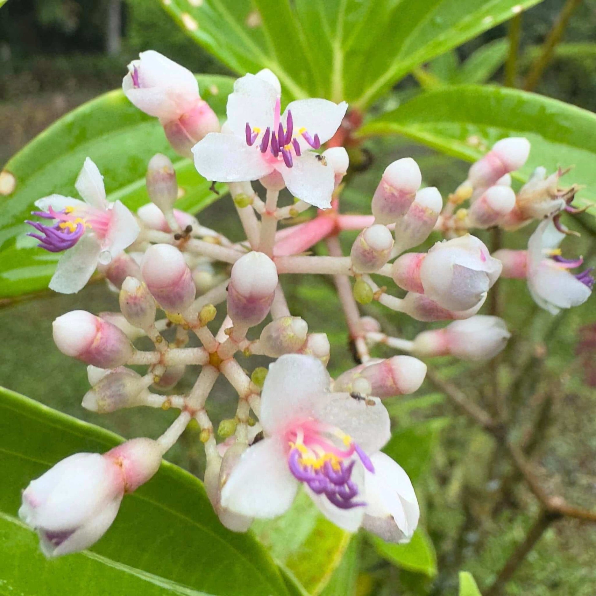 Malaysian Orchid Seeds