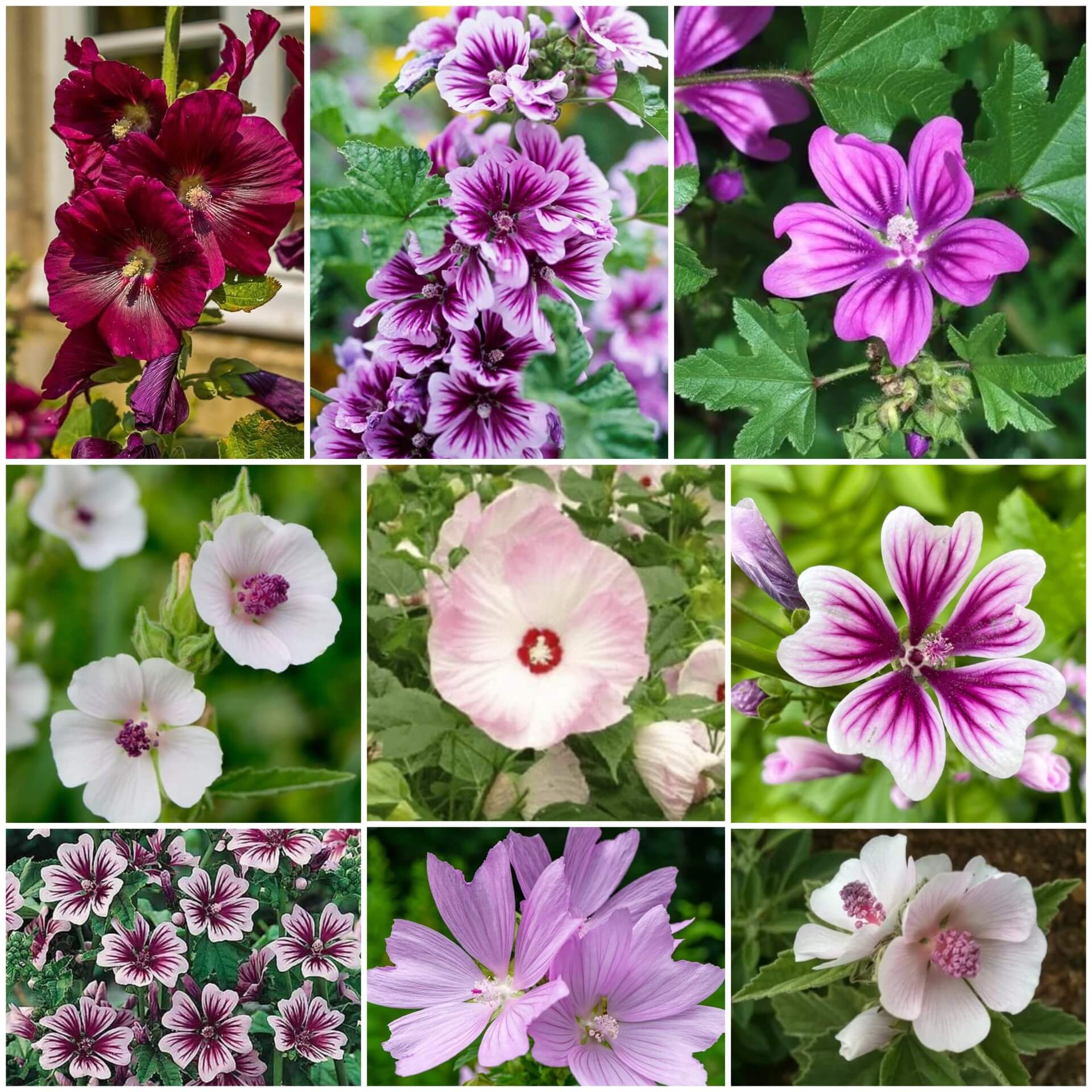 Mallow Seeds - All In One For Home Gardens