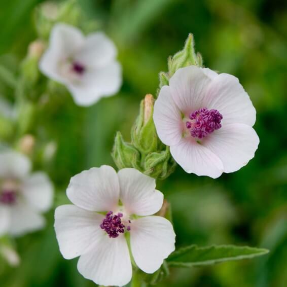 Mallow Seeds - All In One For Home Gardens