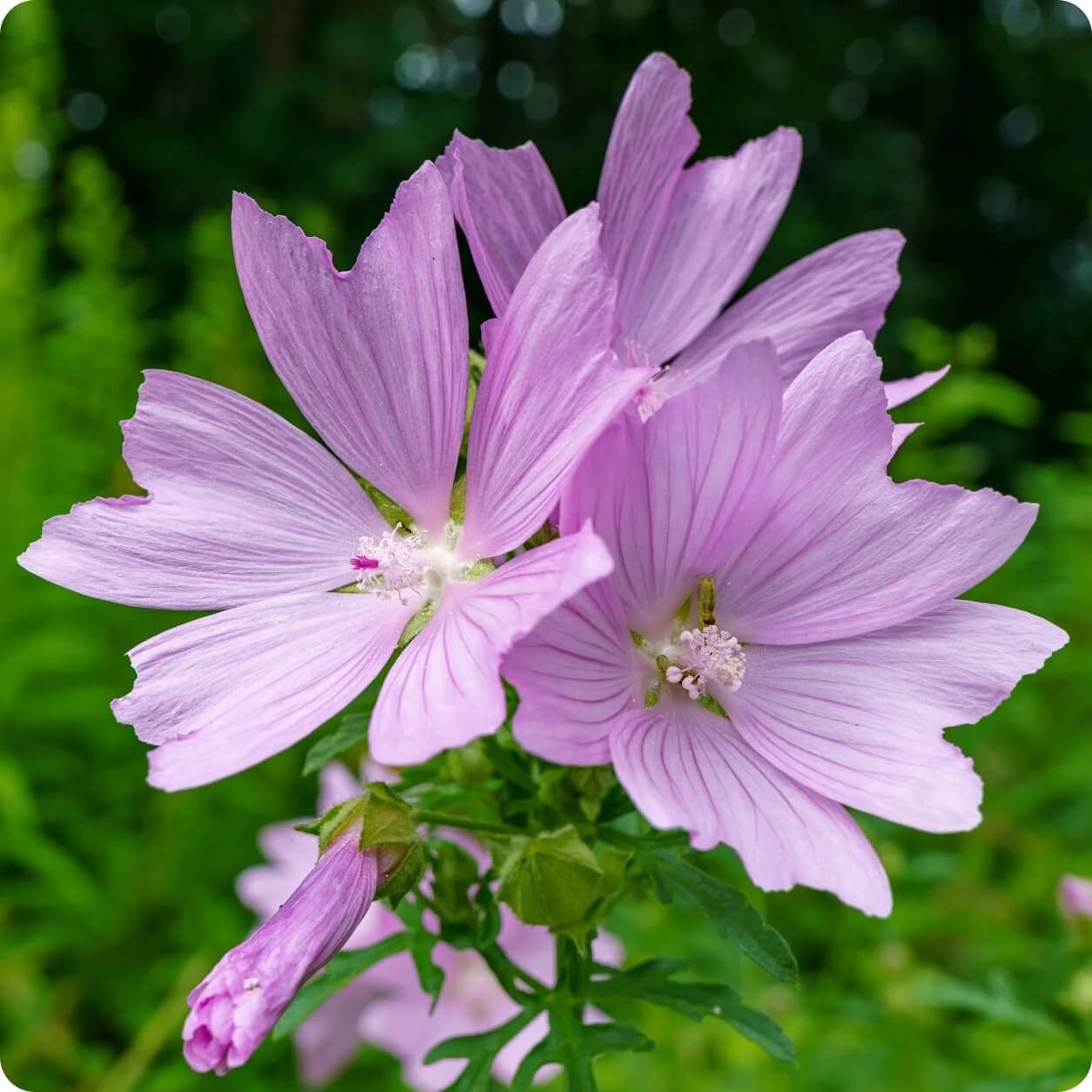 Mallow Seeds - All In One For Home Gardens