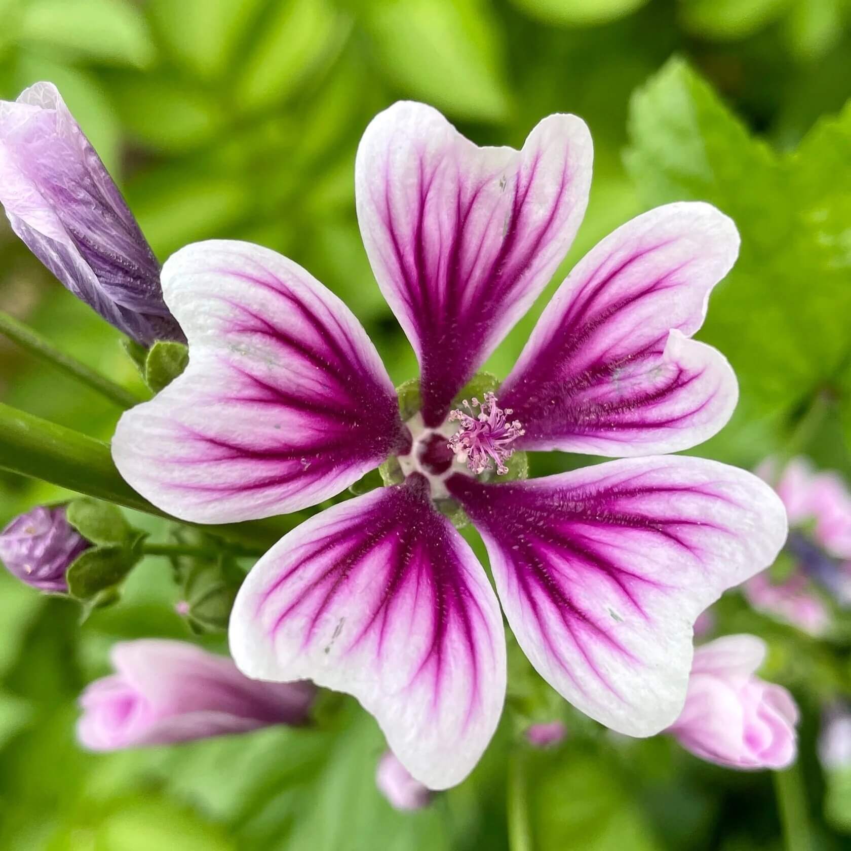 Mallow Seeds - All In One For Home Gardens