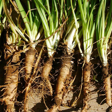 Mammoth French White Seeds - Vegetable Plant