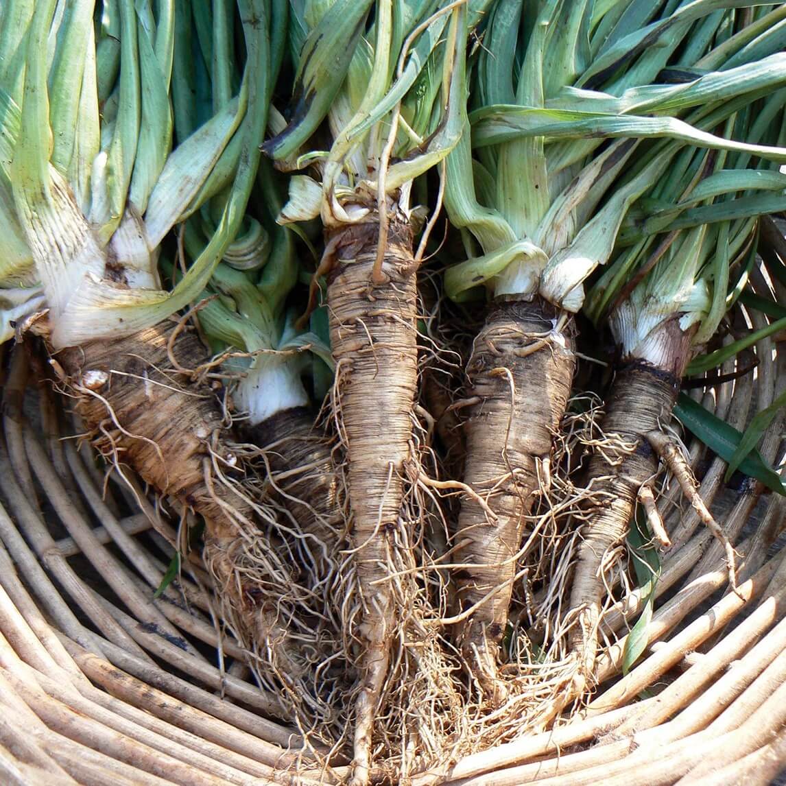 Mammoth French White Seeds - Vegetable Plant
