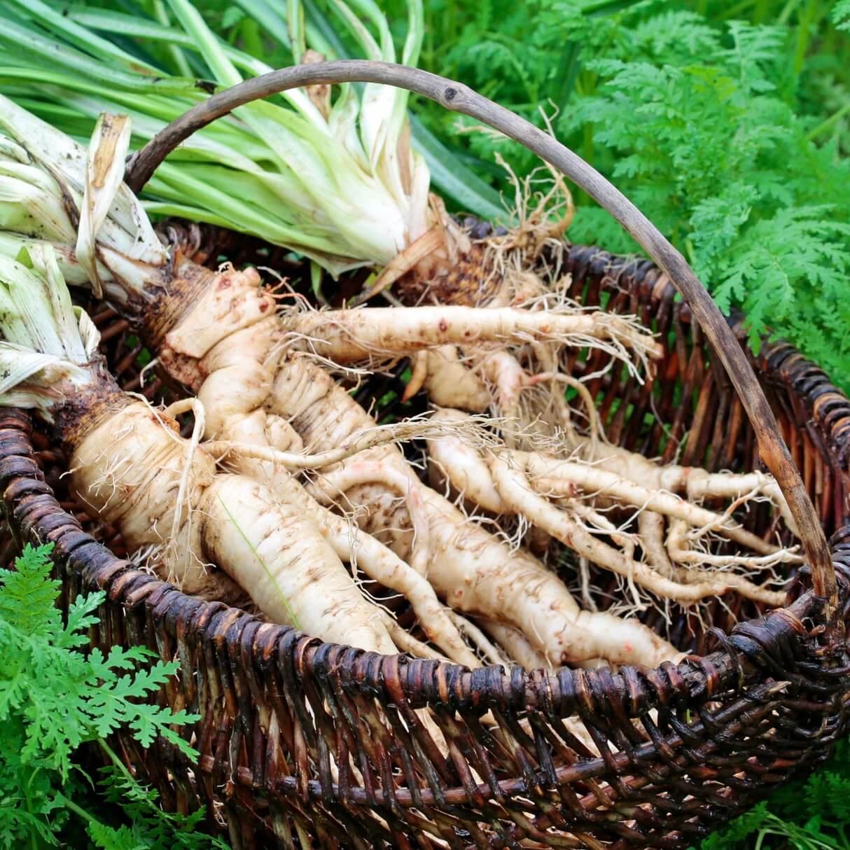 Mammoth French White Seeds - Vegetable Plant