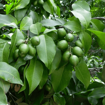 Mamoncillo Seeds - Fruit Plant for Home Gardens