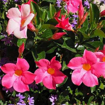 Mandevilla Seeds – Brazilian Jasmine