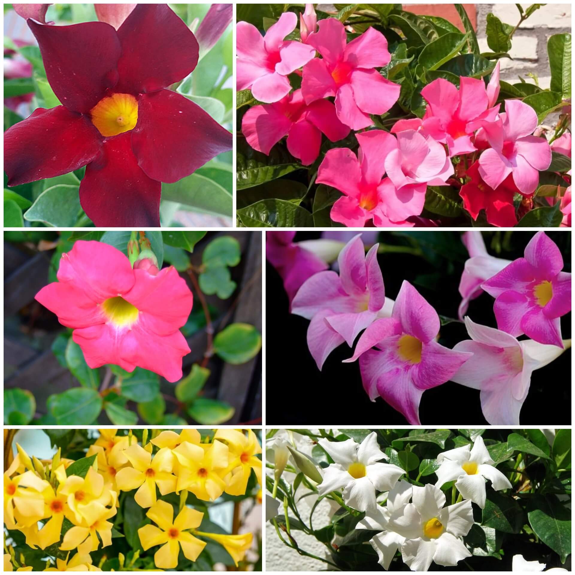 Mandevilla Sanderi Seeds - All In One For Home Gardens