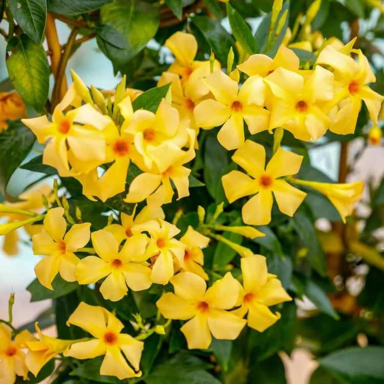 Mandevilla Sanderi Seeds - All In One For Home Gardens