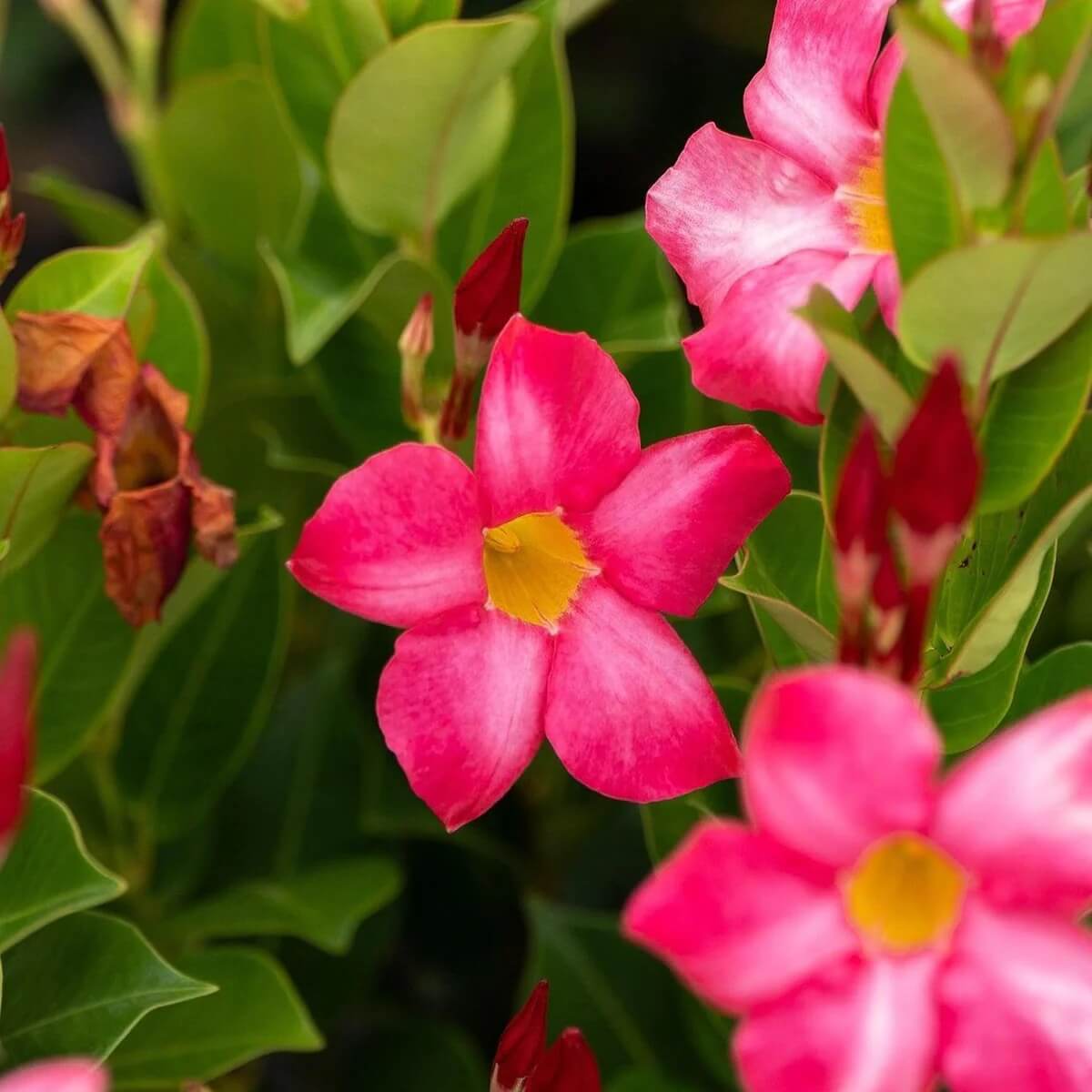 Mandevilla Sanderi Seeds - All In One For Home Gardens