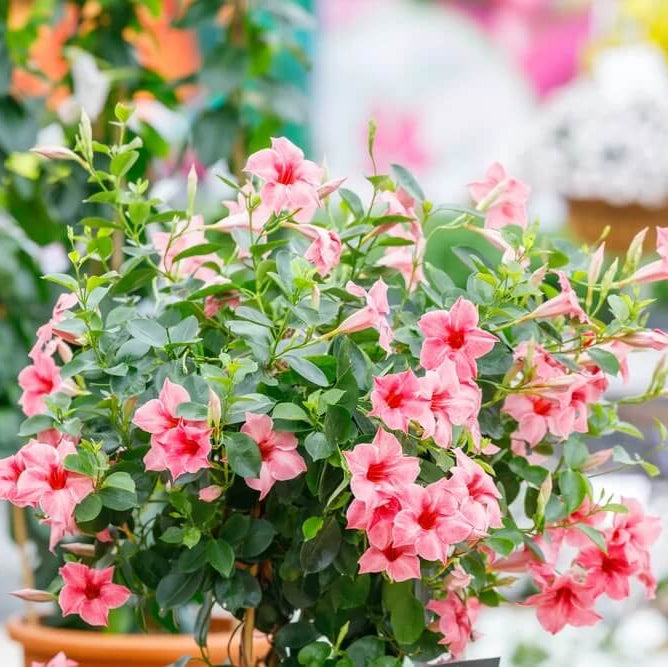 Mandevilla Sanderi Seeds - All In One For Home Gardens