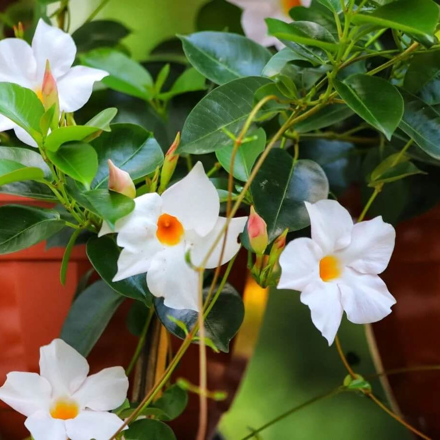 Mandevilla Sanderi Seeds - All In One For Home Gardens