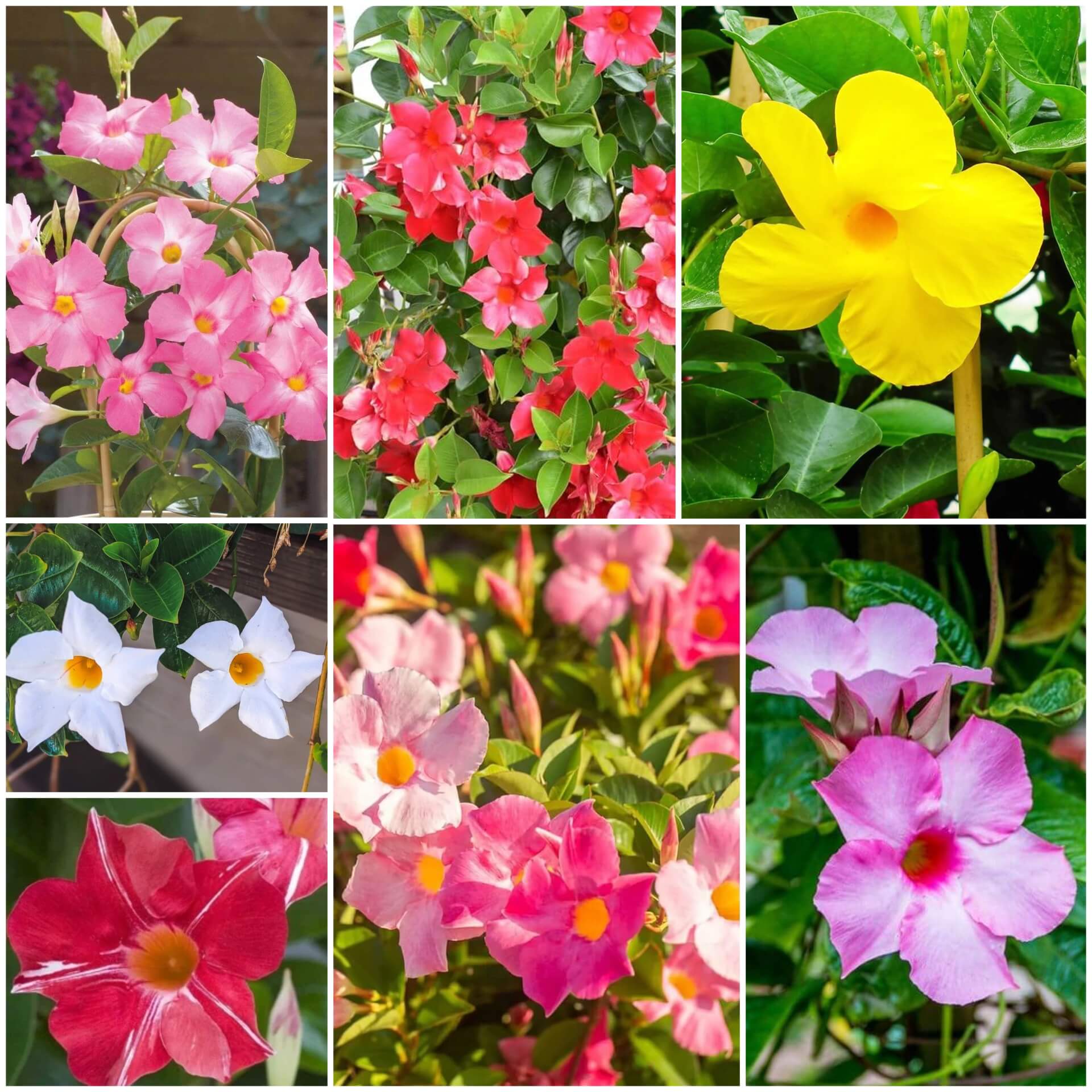 Mandevilla Seeds - All In One For Home Gardens