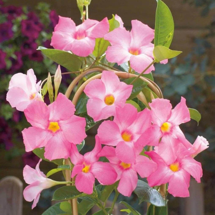 Mandevilla Seeds - All In One For Home Gardens