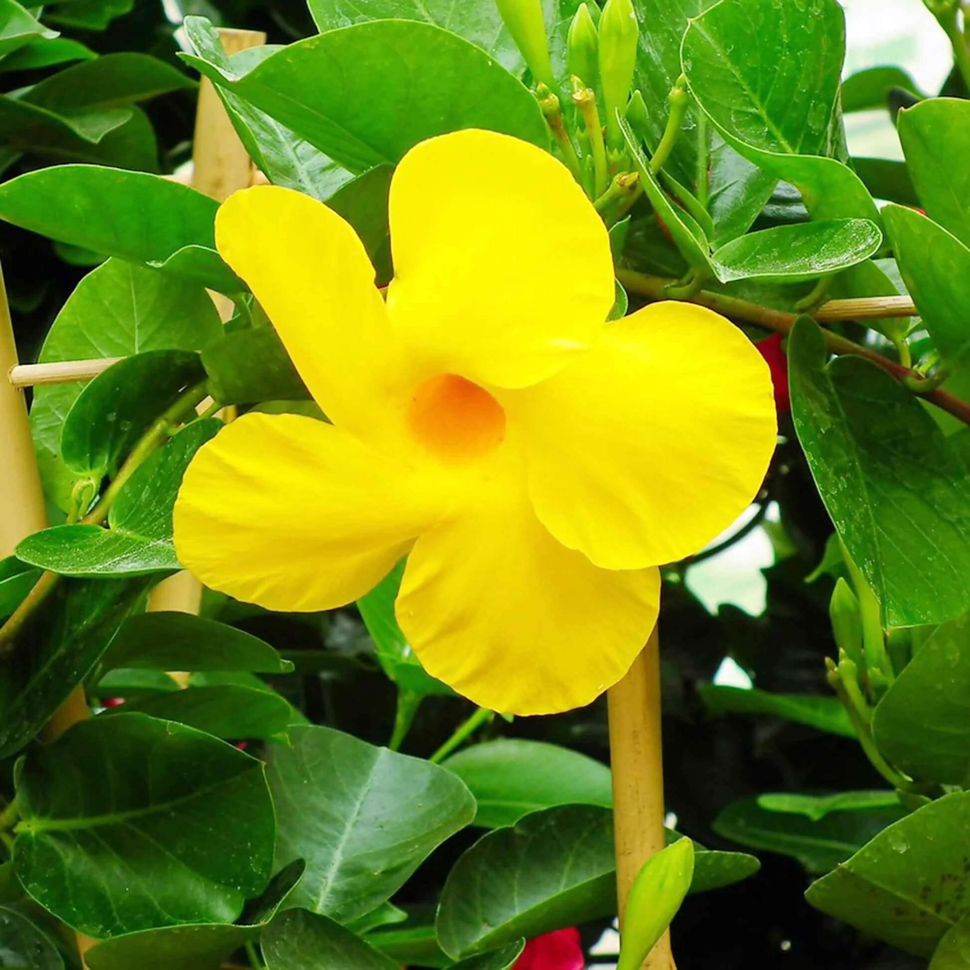 Mandevilla Seeds - All In One For Home Gardens