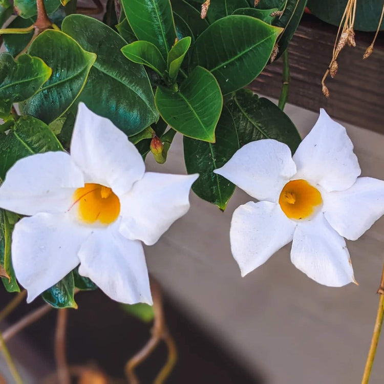 Mandevilla Seeds - All In One For Home Gardens