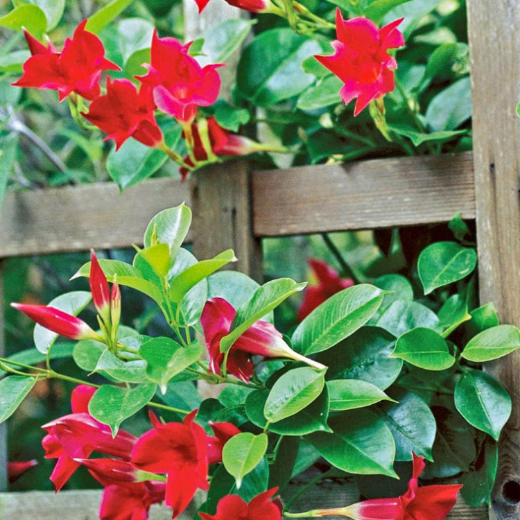Mandevilla Seeds - Flower Plant for Home Gardens