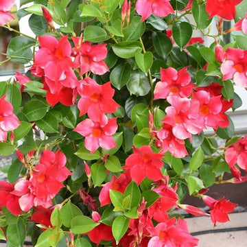 Mandevilla Seeds - Flower Plant for Home Gardens