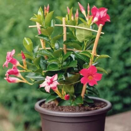 Mandevilla Seeds - Flower Plant for Home Gardens