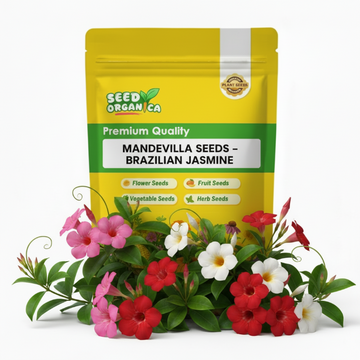 Mandevilla Seeds – Brazilian Jasmine