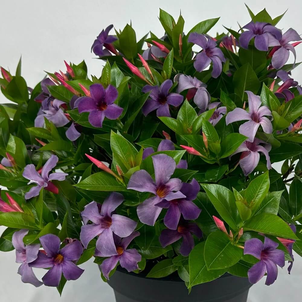 Mandevilla Seeds For Planting