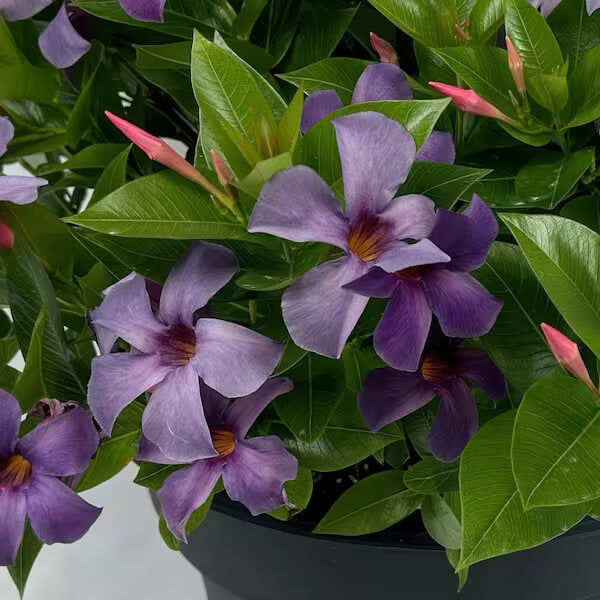 Mandevilla Seeds For Planting