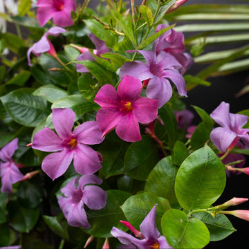 Mandevilla Seeds For Planting