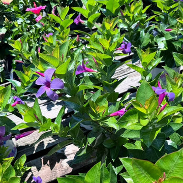 Mandevilla Seeds For Planting