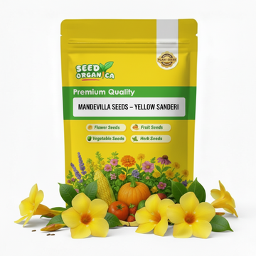 Mandevilla Seeds – Yellow Sanderi