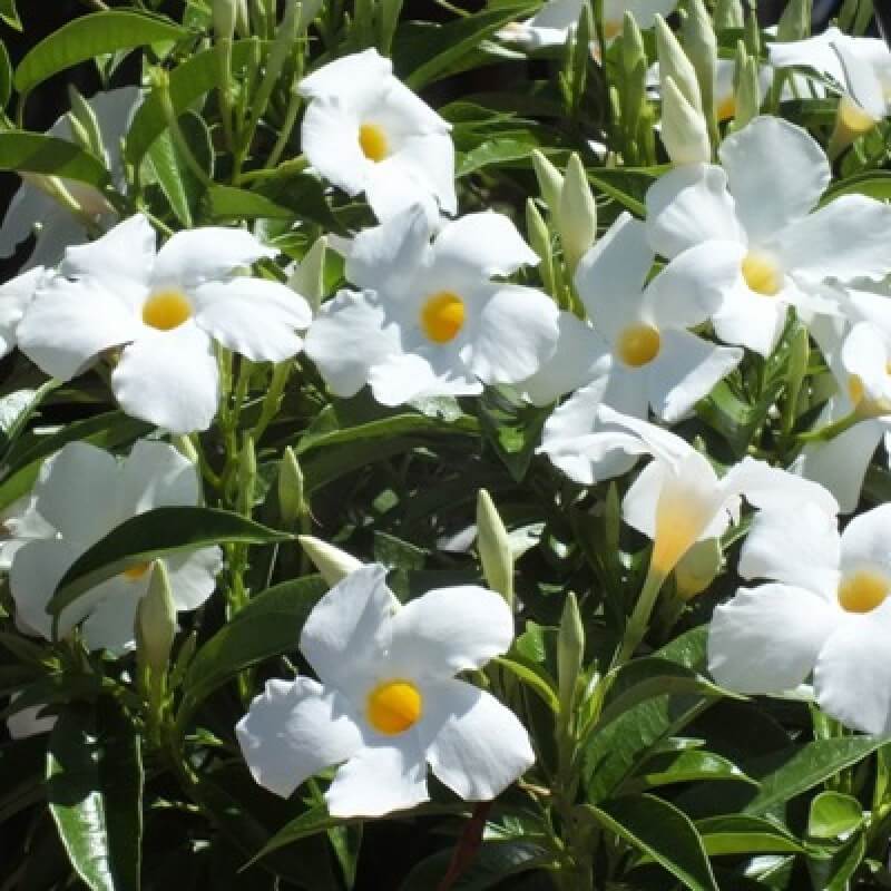 Mandevilla Vine Seeds
