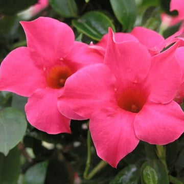 Mandevilla Seeds – Brazilian Jasmine