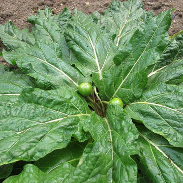 Mandragora Seeds - Herbal Plant