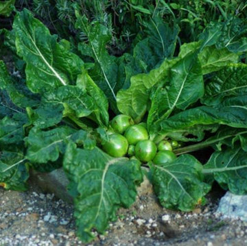 Mandragora Seeds - Herbal Plant