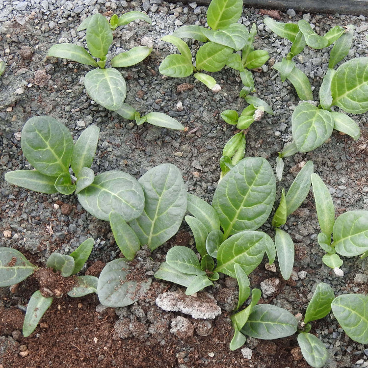 Mandragora Seeds - Herbal Plant