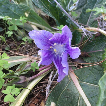 Mandrake Seeds - Herbal Plant for Home Gardens